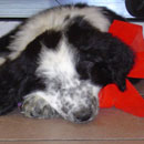 Odin was adopted in December, 2004